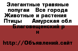 Элегантные травяные попугаи - Все города Животные и растения » Птицы   . Амурская обл.,Благовещенский р-н